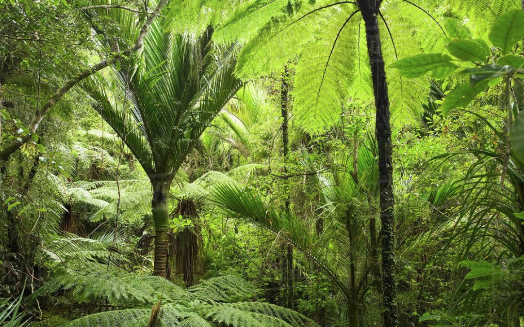 The Tane System: A Revolutionary Approach to Large-Scale Native Reforestation Across New Zealand and Beyond