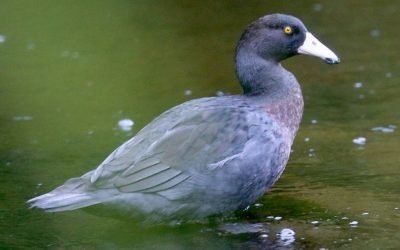 The New Zealand Blue duck/whio