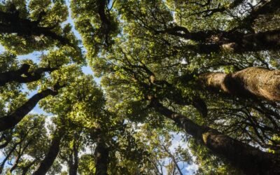 Billion Trees Programme ultimately flawed