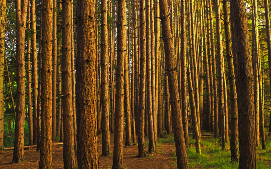 The Pine Predicament: New Zealand’s Forestry Dilemma